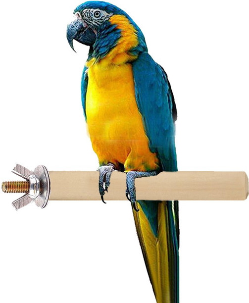 parrot toys online