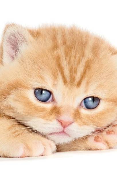Kitty Cute Books Buy Kitty Cute Books Online At Best Prices In