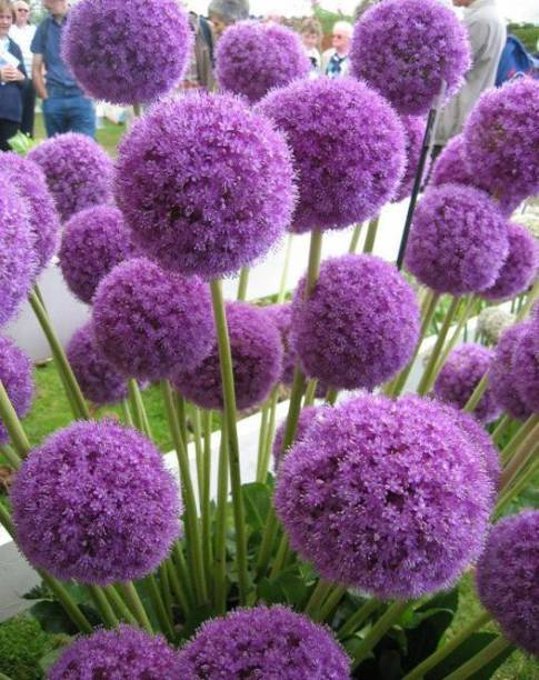 LIVE GREEN Flower Bulbs | Allium Bulbs | Purple Color Flowers | Imported Variety | Good Bulbs | For Planting Any Season | Seed