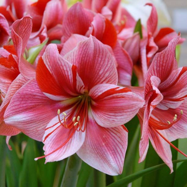 LIVE GREEN AMRYLIS Lily Double Imported Flower bulbs, 100% GERMINETION (Pack of 5 bulbs) (LIVE GREEN) Seed
