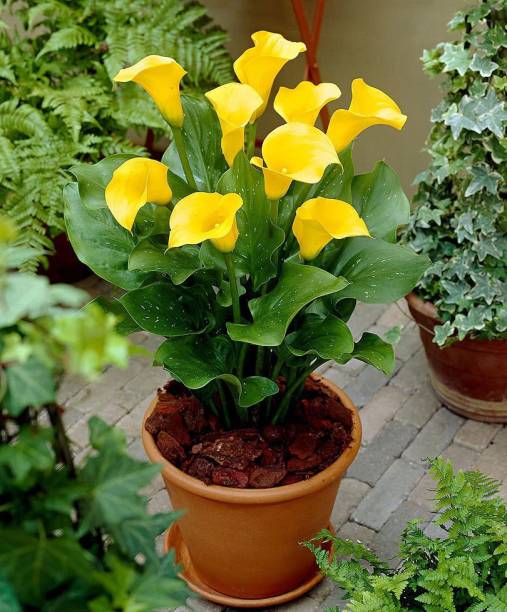 LIVE GREEN CALA Lily Yellow Imported Flower Bulbs, 100% GERMINETION (Pack of 2 Bulb) (LIVE GREEN) Seed