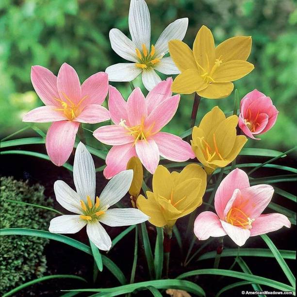 LIVE GREEN ZEPHYRANTHES Imported Flower Bulbs, 100% GERMINETION (Pack of 10 Bulbs) Seed