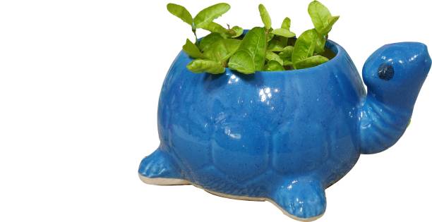 Collectible India Tortoise Blue Ceramic Handmade Succulent Planter Or Pot Ceramic Vase Ceramic Vase