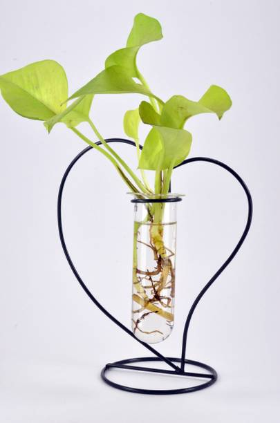 Vases Buy Vases Online Starting At Rs 119 In India Flipkart Com