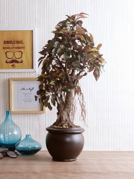 Fourwalls Artificial Plants Buy Fourwalls Artificial Plants