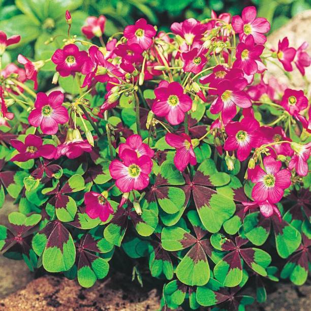LIVE GREEN Oxalis Iron Cross Imported and Hybrid Flower Bulbs Multi-Colour – Pack of 20 Bulbs Seed