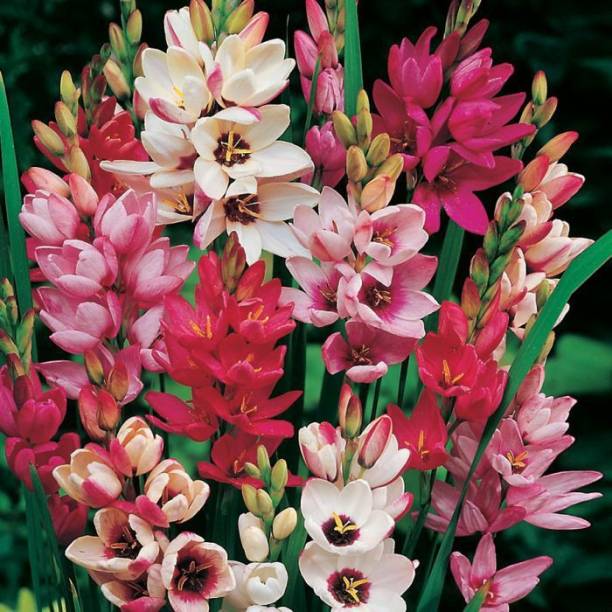 LIVE GREEN Ixia/African Corn Lily malticolour Imported Flower Bulbs Good Germination – Pack of 5 Bulbs Seed