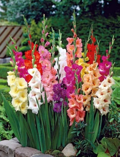 LIVE GREEN Gladiolus/Sword Lily bio-colour Imported Flower Bulbs Seed