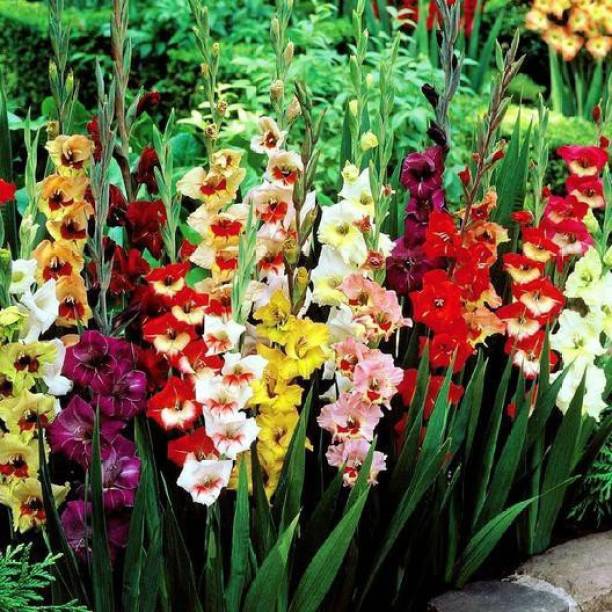 LIVE GREEN Gladiolus/Sword Lily bio-colour Imported Flower Bulbs - Pack of 15 Bulbs Seed