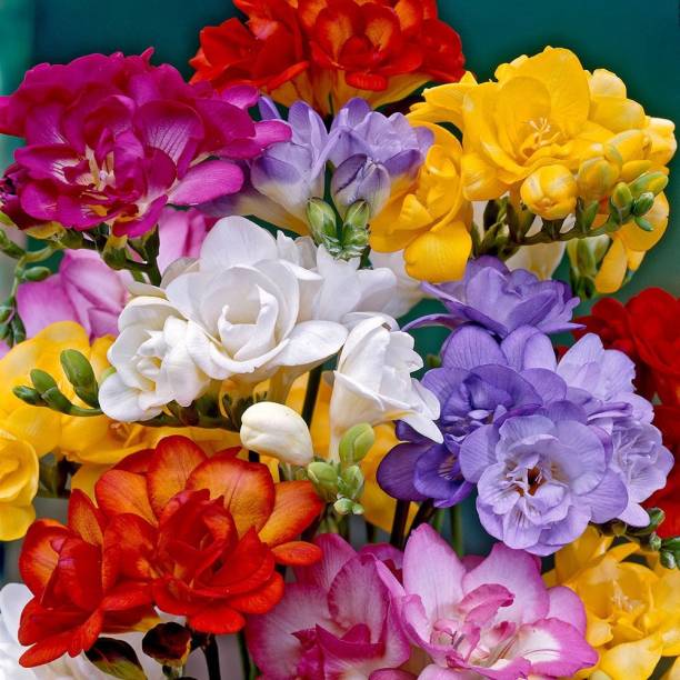 LIVE GREEN Freesia multicolour Double (Pack of 15 Bulbs) Imported Flower Bulbs 100% Germination Seed
