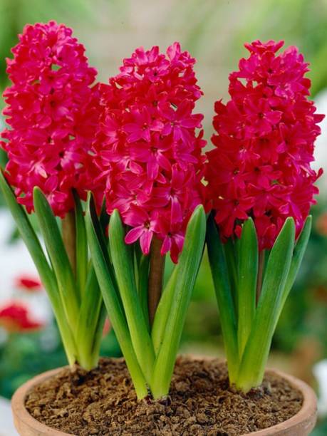 LIVE GREEN Gardening Rare Variety Hyacinth Red Magic Imported Flower Bulbs - Pack of 5 Bulbs Seed