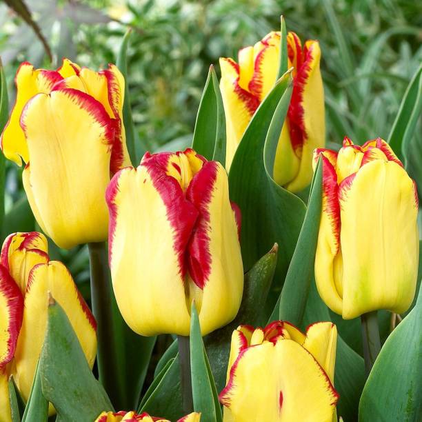 LIVE GREEN Flower Bulbs | Tulip Bulbs | Yellow/Red Color Flowers | Imported Bulbs | Bulbs For Planting Seed