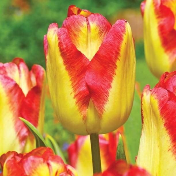 LIVE GREEN Tulip Yellow/Red Imported Flower Bulbs Seed