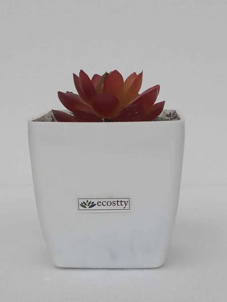 Designer Flowers Vases Buy Designer Flowers Vases Online At Best