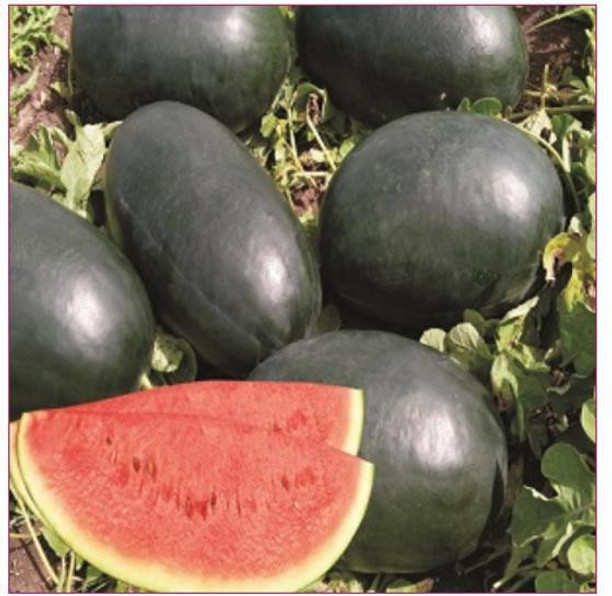 Melon Seeds Diana F1 Watermelon Seeds