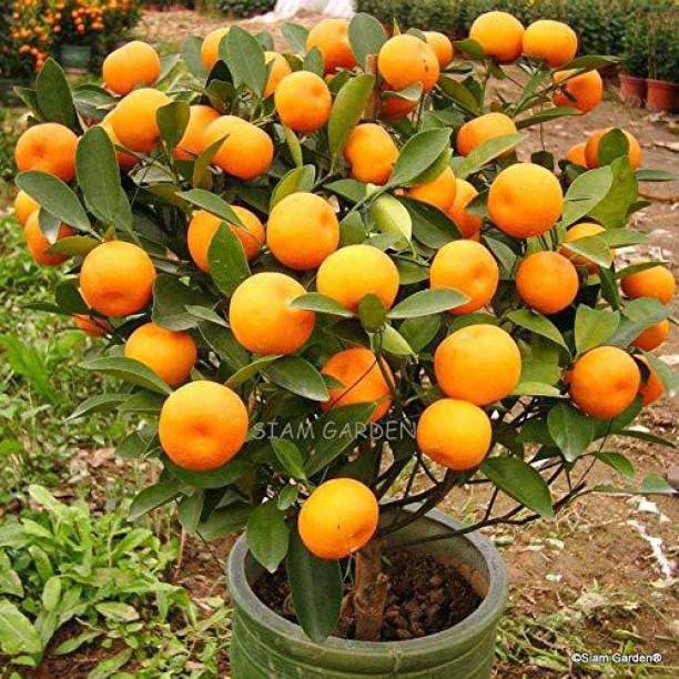 EVY Orange Plant