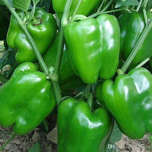 Arti Kraft Plants And Planters Buy Arti Kraft Plants And Planters Online At Best Prices In India Flipkart Com