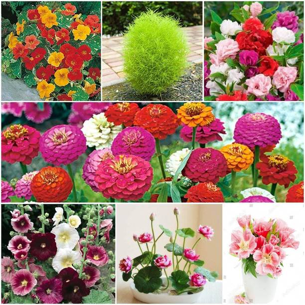 A Bonsai Plant Seeds Buy A Bonsai Plant Seeds Online At Best Prices In India Flipkart Com