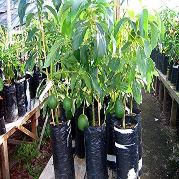 A Bonsai Plants Saplings Online At Discounted Prices On Flipkart