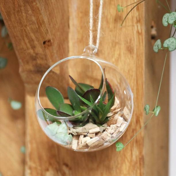 DESHILP Hanging Glass Globe Plant Terrariums - Glass Orbs Air Plants Tea Light Candle Holders Succulents Moss Miniature Garden Planters Home Decor Indoor Garden (4-Inchi, Small) (White, Pack of 1) Glass Vase