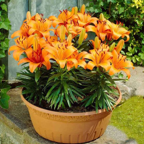 LIVE GREEN Flower Bulbs | Imported Aromatic Lilium Tresor Lily | Asiatic Lily Flower Bulbs For Home Garden (Pack of 5 Bulbs Dark Orange) Seed