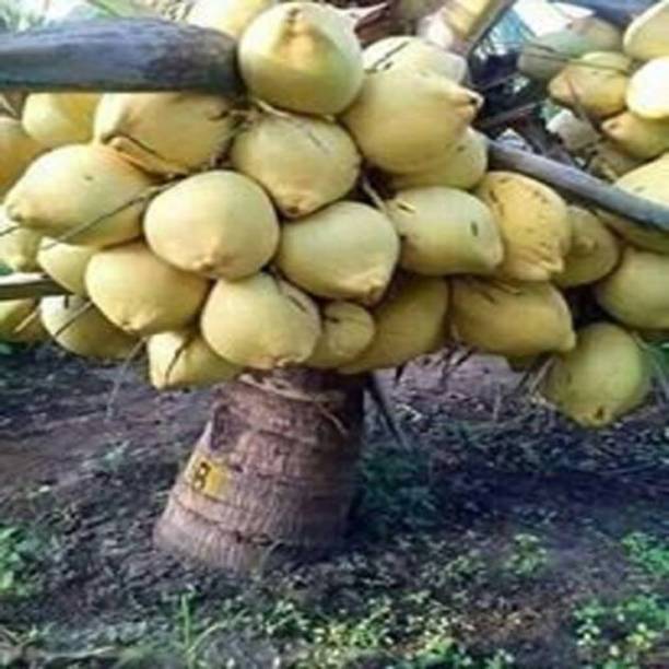 Arlo Coconut Plant