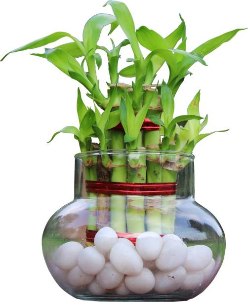plantox Two Layer Bamboo Plant