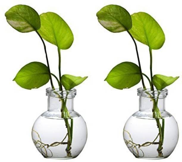 Namisha Round Glass Vase | For Money Plant, Lucky Bamboo Plant | Elegant Ball Shaped Vase | Flower Pot | Set of 2 vases 12X10 Cm Clear Glass Vase