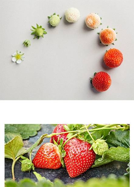Jioo Organics Strawberry High Germination Seeds… Seed