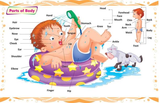 Parts Of Body For Kids | Kids Learning Parts Of Body With Picture A3 Size