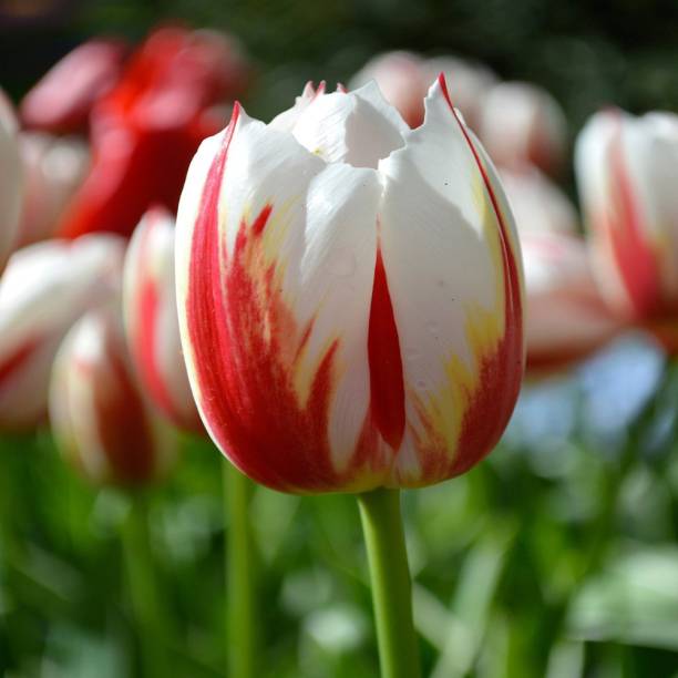 LIVE GREEN Tulip ‘Perfection’ Important Flower Bulbs For, Home Garden –(Pack Of 5 Bulbs Maroon White) Seed