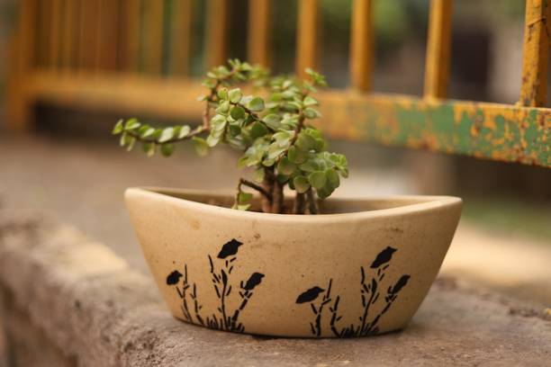 wallpapers Sanjeevani Indoor Plants And Pots sanjivani g plant containers online at
