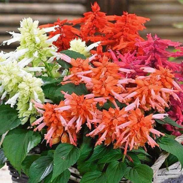 Crapulous Salvia F1 Hybrid mixed Colour Flower seeds also cococopeat Seed