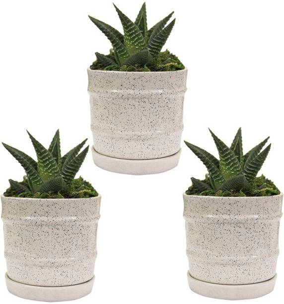 Sereno Plant Containers Online At Best Prices On Flipkart