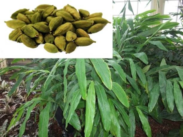 GreenHorizon Elaichi/Cardamom Plant