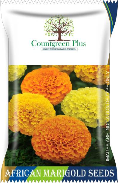 Countgreen Plus African Marigold (Genda) Flower Seeds Seed