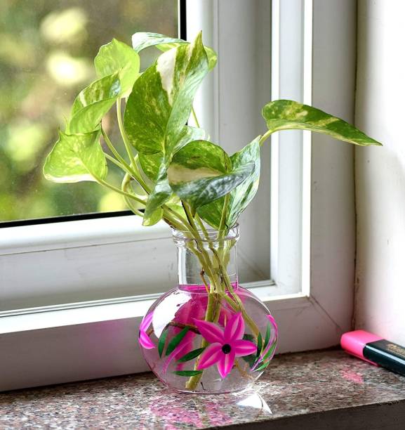 Namisha Round Flower Glass Vase | For Money Plant, Lucky Bamboo Plant | Flower Pot | 12X10 Cm Elegant Flower Designed Vase | Clear Glass Vase