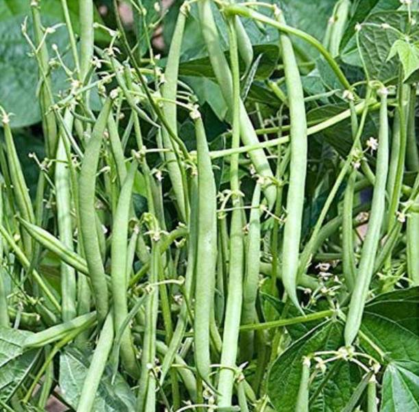 Jioo Organics Fresh Green Beans Seed