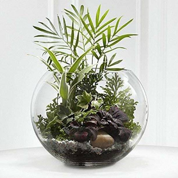 Virya Clear Glass Aquarium with Round Neck --10inches Round Ends Aquarium Tank