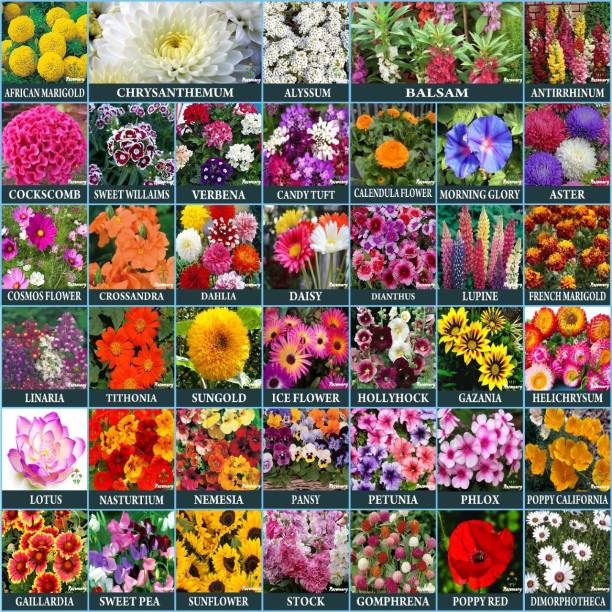 Rosemary 40 Varieties of Flower Combo Pack With Instruction Manual Seed