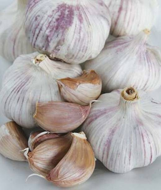 VibeX Garlic, Blanco Piacenza Seed