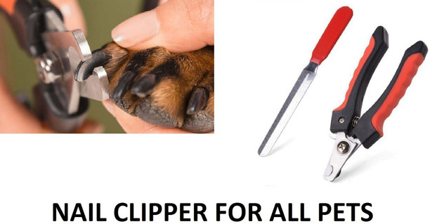 doll face himalayan cat