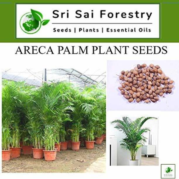 SRI SAI FORESTRY Areca Palm Seed