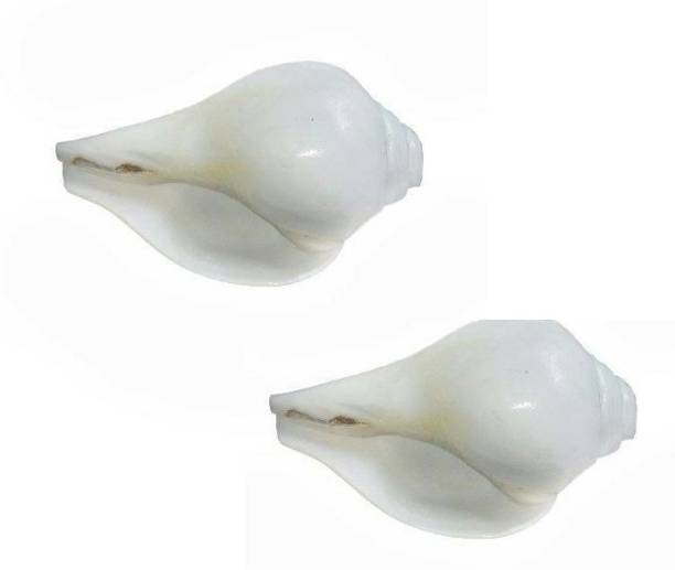 Stylewell Pack Of 2 Pcs Natural Jal/agra Decorative (7.5 Cm Conch ) White Shankh for Pooja & Vamavarti Brings Prosperity, Happiness, Good Health & Wealth Decorative Shankh