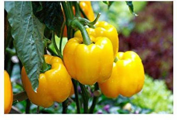 Jioo Organics Yellow Capsicum Sweet Bell Pepper, Simla Mirch Gardening Seeds For Kitchen Garden | Home Garden… Seed