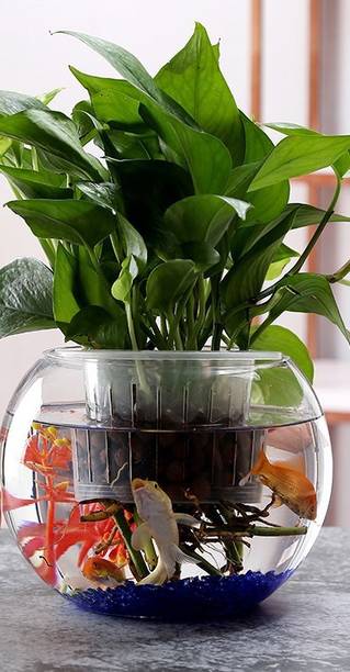 Virya Clear Glass Aquarium (12L) with Round Neck --6inches Round Ends Aquarium Tank