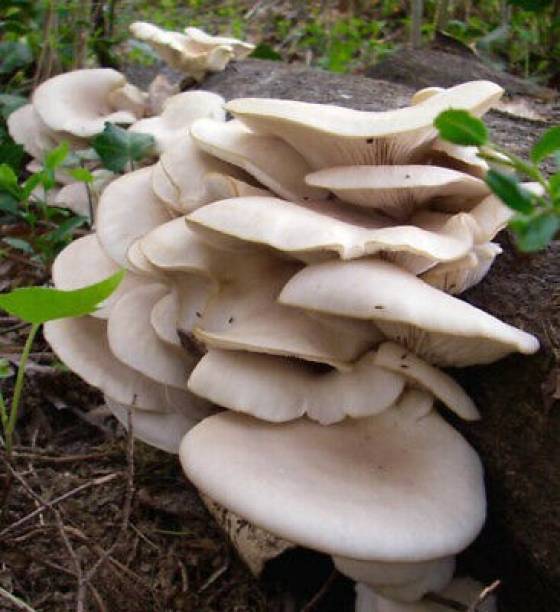 Nodoc Mushroom Seed