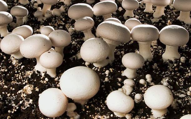 Nodoc Mushroom Seed