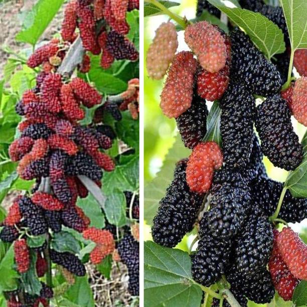 UGALOO Shahtoot/Mulberry Plant