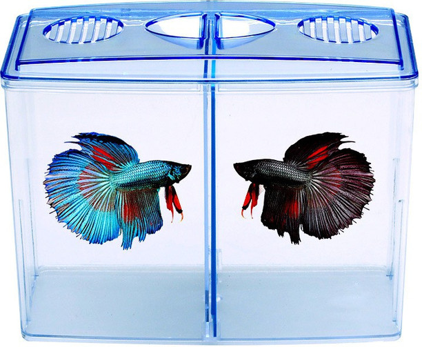 aquarium price online shopping